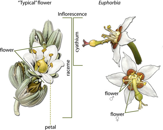 Morphology of Euphorbia atoto: A. Living plant. B. Branch. C.